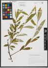 Foto von Salix salviifolia Brot.